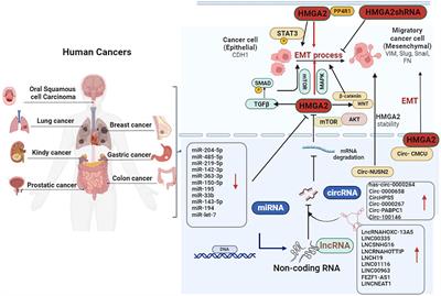 HMGA2 promotes cancer metastasis by regulating epithelial–mesenchymal transition